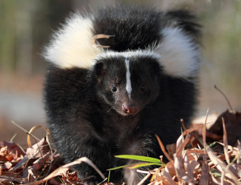 Get Rid of Skunk Odour on Your Pets - Animalcontrolhamilton.ca