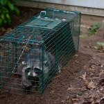 raccoon removal Hamilton