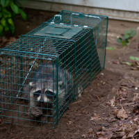 raccoon removal Hamilton