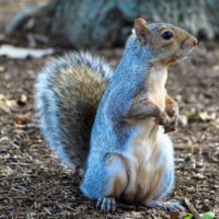 Are There Any Squirrel Deterrents That Work?