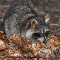 Do Not Feed Those Raccoons
