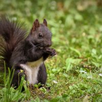 Do Squirrels Carry Parasites?
