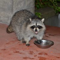 Effective Ways to Raccoon Proof Your Garbage Cans