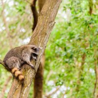 Rid Your Deck of Raccoons with These 4 Tactics