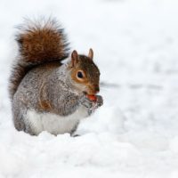 What Are The Eating Habits of Squirrels?