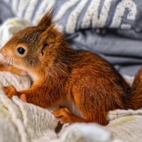 What You Need to Know about Baby Squirrel Season