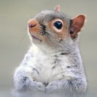 Why to Hire a Squirrel Removal Expert in Hamilton