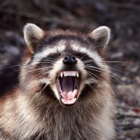 What to Do When You Find a Raccoon in Your Garbage