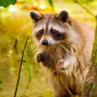 How can you spot a pregnant raccoon?