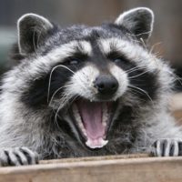 Raccoon Rabies Outbreak in Hamilton