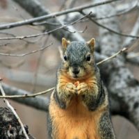 Squirrel Invasion and Health Concerns