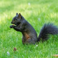 Can I place a squirrel trap in the attic?