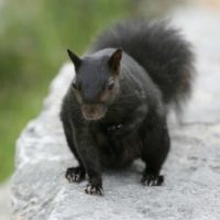Do squirrels leave an attic space once it has nested itself?