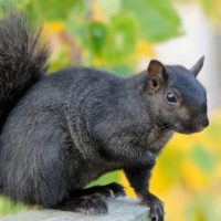 Do trees increase the chance of squirrels entering my attic?