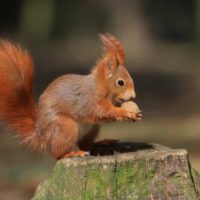 How can I fix a squirrel entry-point?