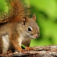 Is there a difference in behavior between the Red Squirrel and the Eastern Grey Squirrel?