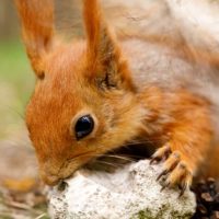 What Should I Do When I Hear Baby Squirrels?