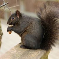 Why are squirrels intent on bird feeders?
