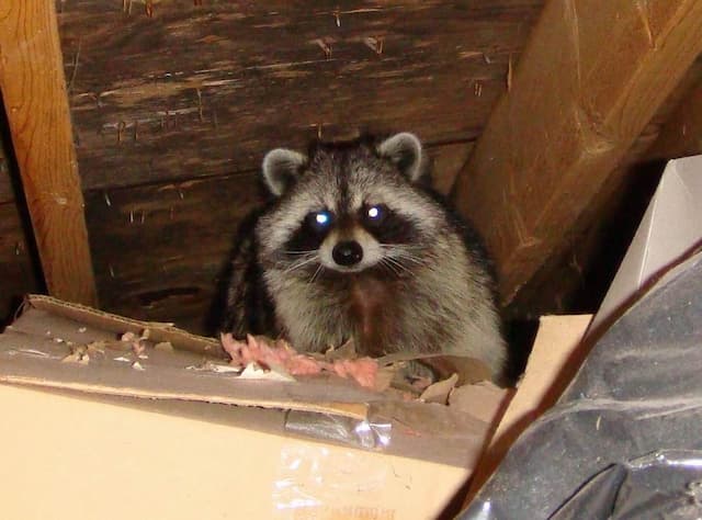 How to Keep Raccoons Out of Your Attic