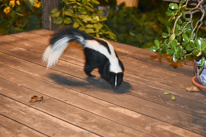 How to Remove A Skunk From Under A Deck