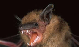 bats in hamilton