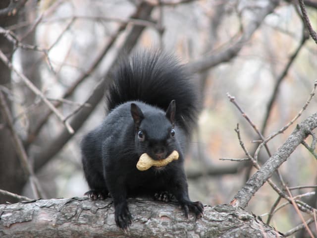 Eastern Gray Squirrel Facts