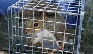 humane squirrel removal