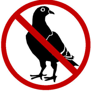 Bird removal and control solutions in Hamilton.