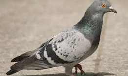  pigeons hamilton