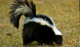 skunk hamilton