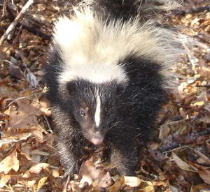 skunk under porch hamilton