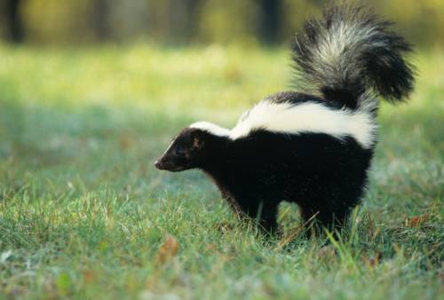 how to get rid of skunk smell