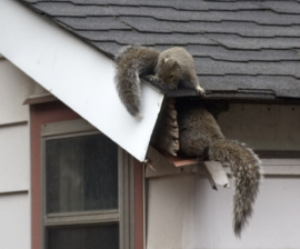 squirrels entering attic