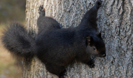 squirrels hamilton