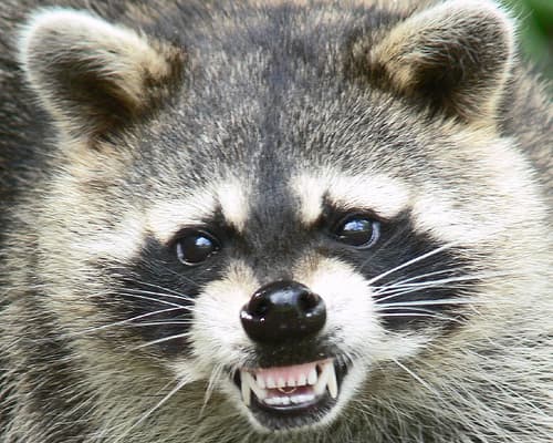 the raccoon facts