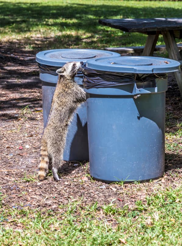 How to Get Rid of Raccoons Near Your Home