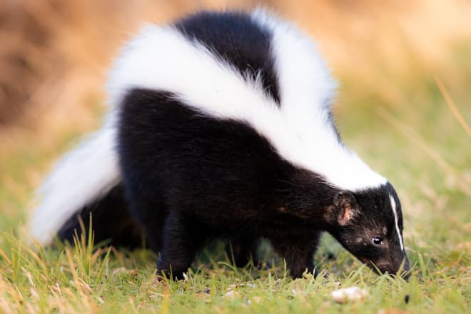 How To Remove A Skunk's Smell