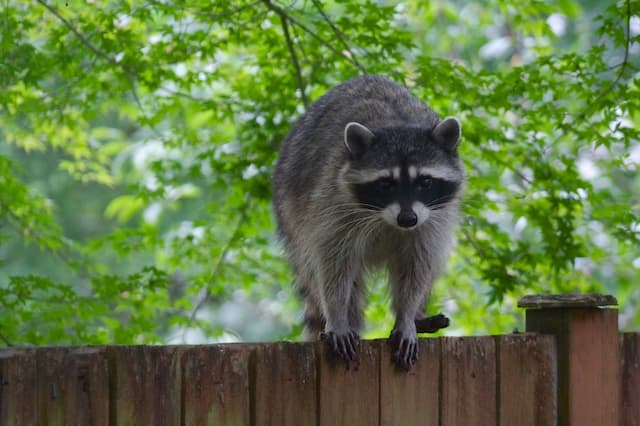 Raccoon Control - When You Need Professional Help