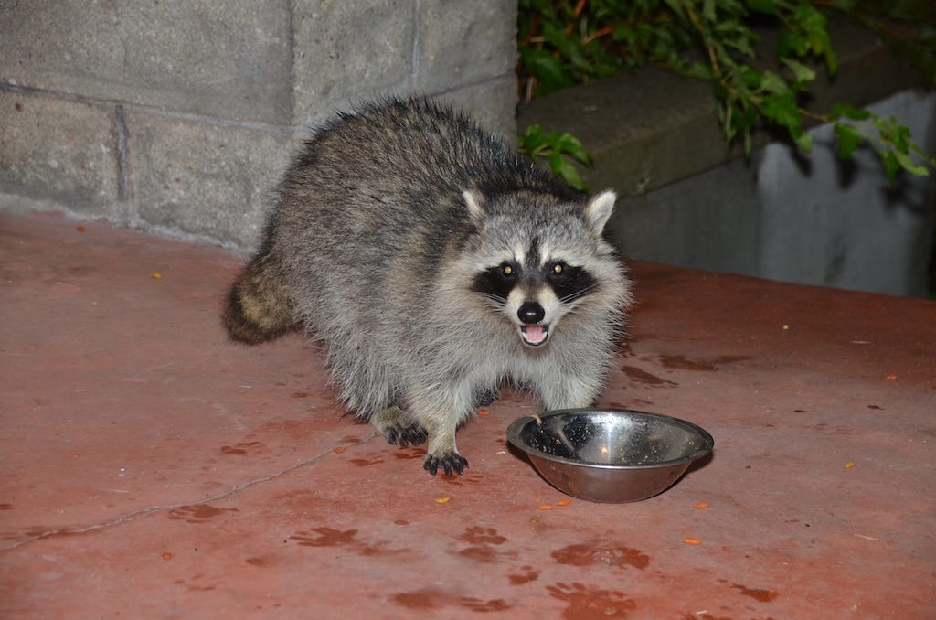 Effective Ways to Raccoon Proof Your Garbage Cans