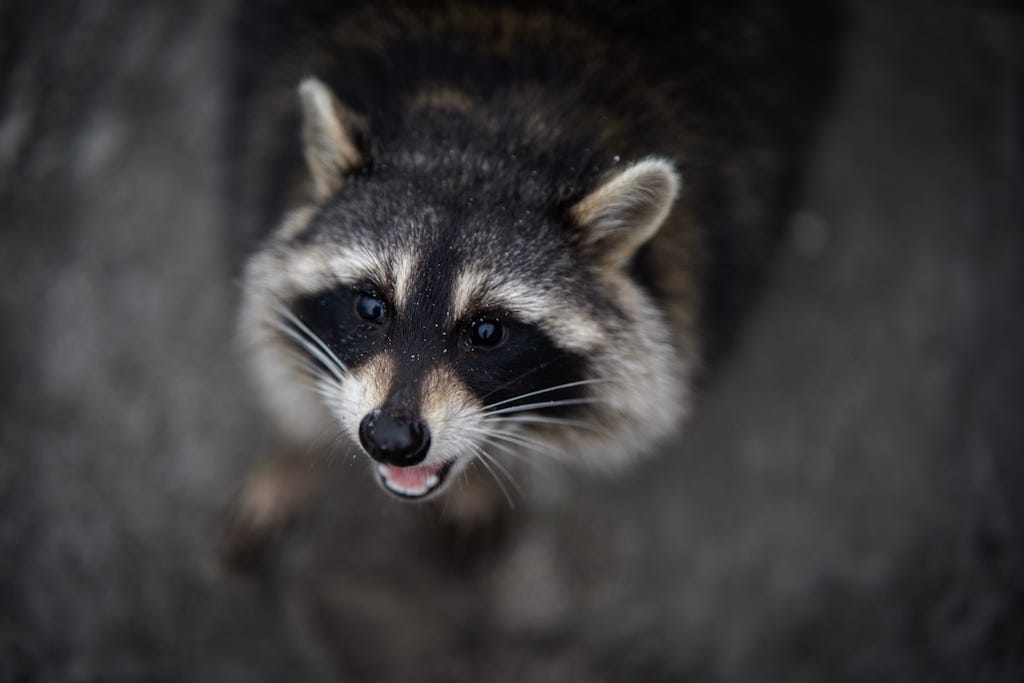 How Do I Tell the Type of Animal in My Attic from the Noise?