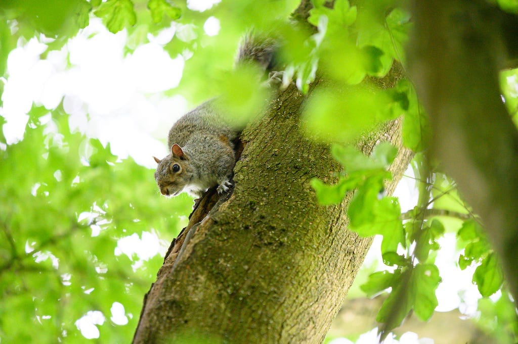 How to Deal With a Stranded Baby Squirrel