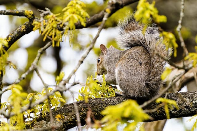 Reasons You Should Not Poison the Squirrels