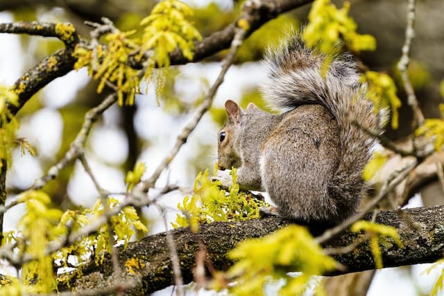 Reasons You Should Not Poison the Squirrels