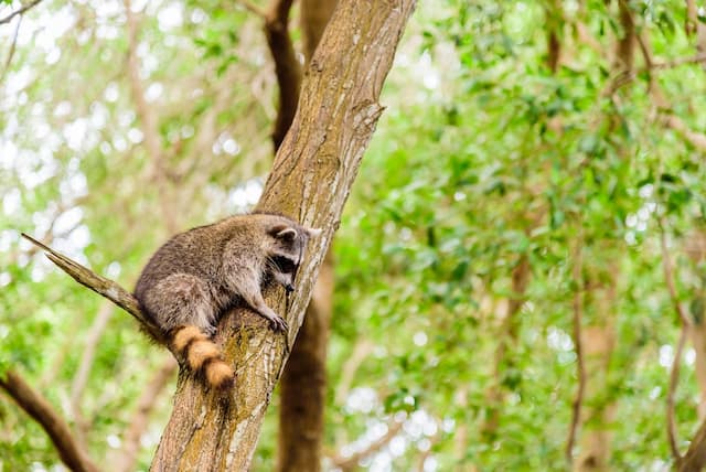 Rid Your Deck of Raccoons with These 4 Tactics