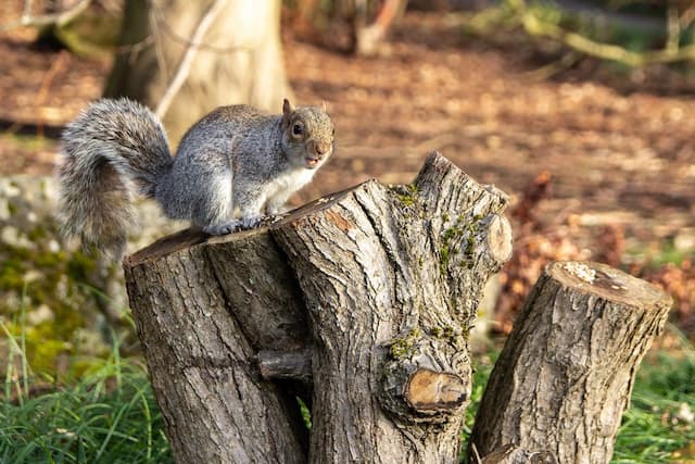 Squirrels in the Attic The Dangers They Pose