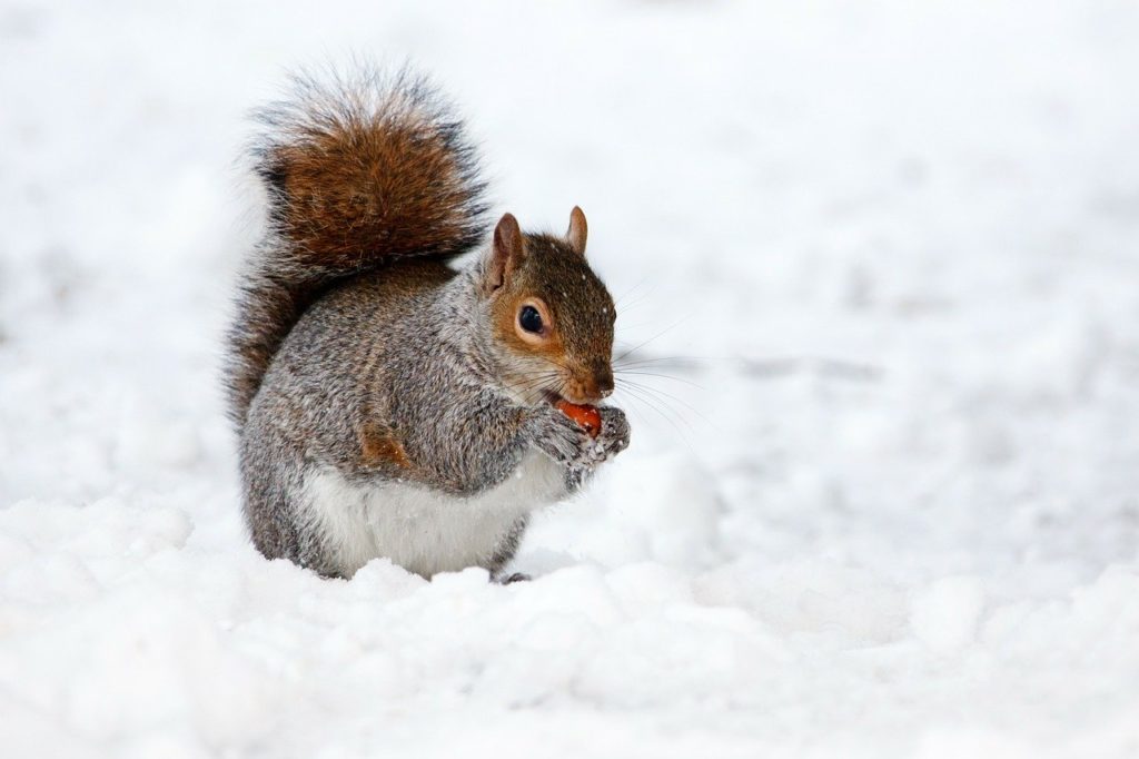 What Are The Eating Habits of Squirrels?