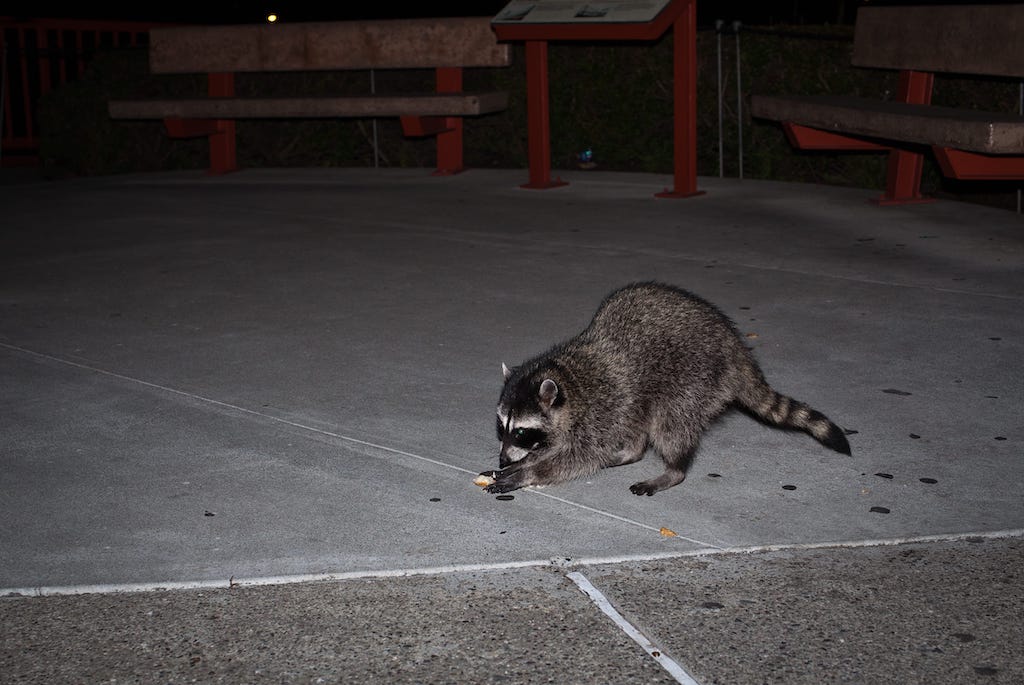 What Raccoons Feed On While In the City