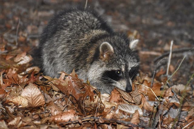 Do Not Feed Those Raccoons