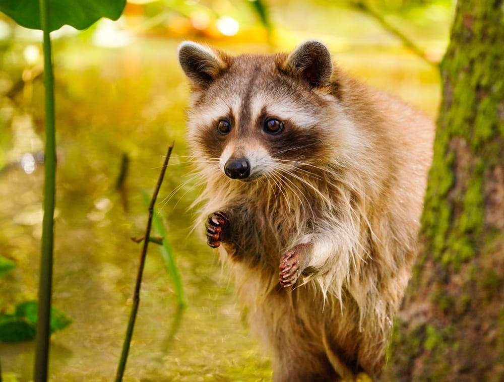 How can you spot a pregnant raccoon?