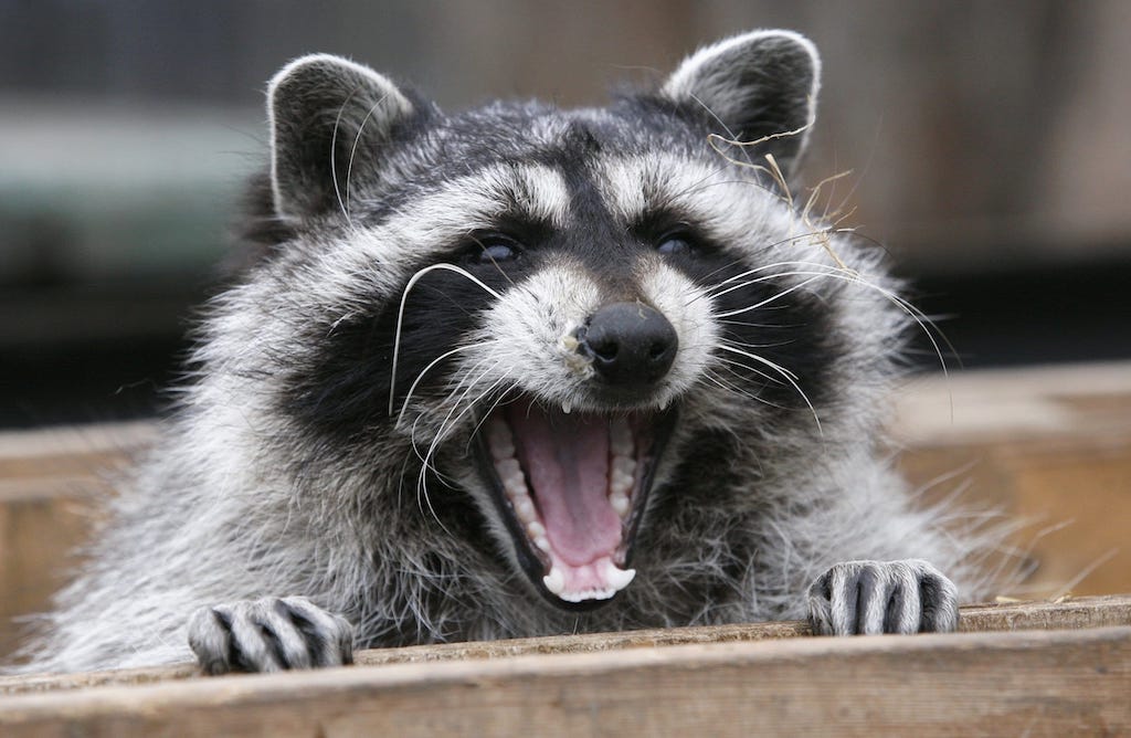 Raccoon Rabies Outbreak in Hamilton